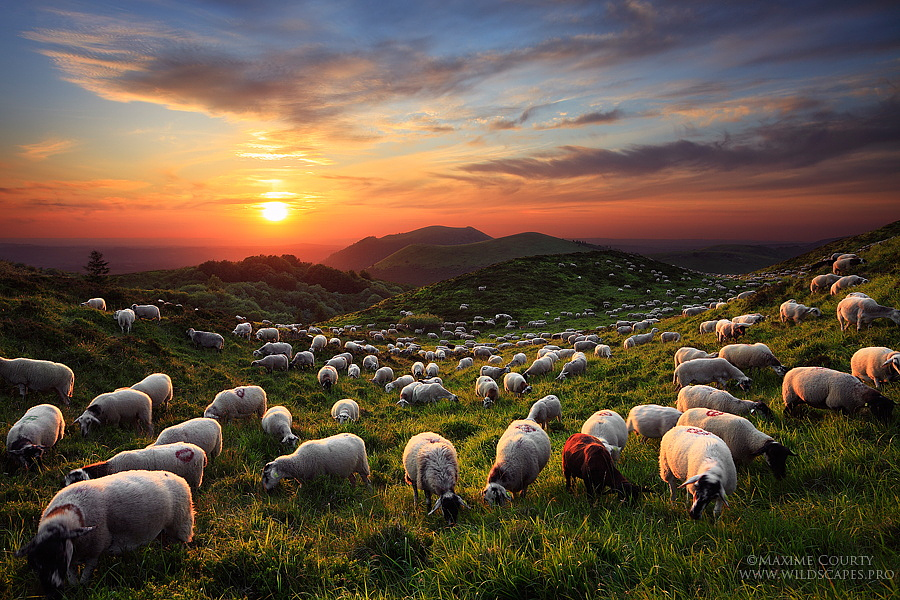 32 очаровательные и эпические фотографии овец