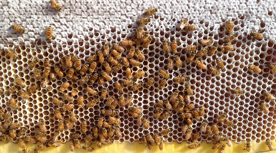 Новые ульи автоматически собирают мёд, чтобы не тревожить пчёл-7