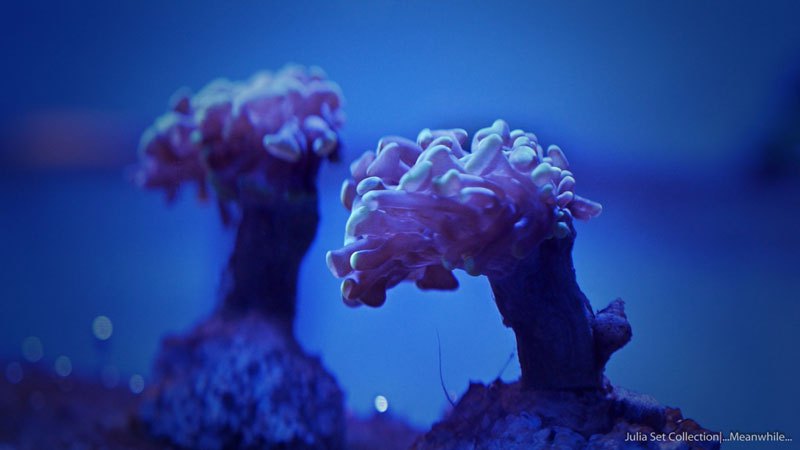 Удивительный подводный мир в Timelapse видео (6)