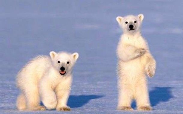 Из жизни полярных медведей - 25 занимательных фактов
