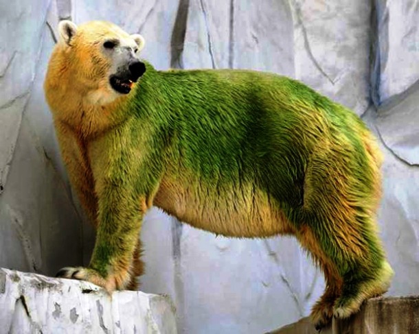 Из жизни полярных медведей - 25 занимательных фактов