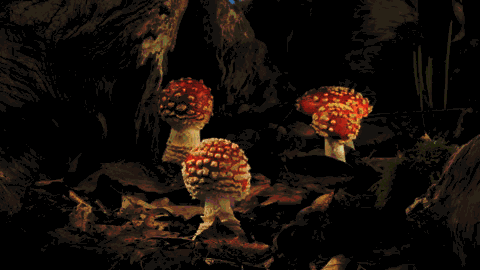 Как растут грибы - 8 завораживающих гифок-3