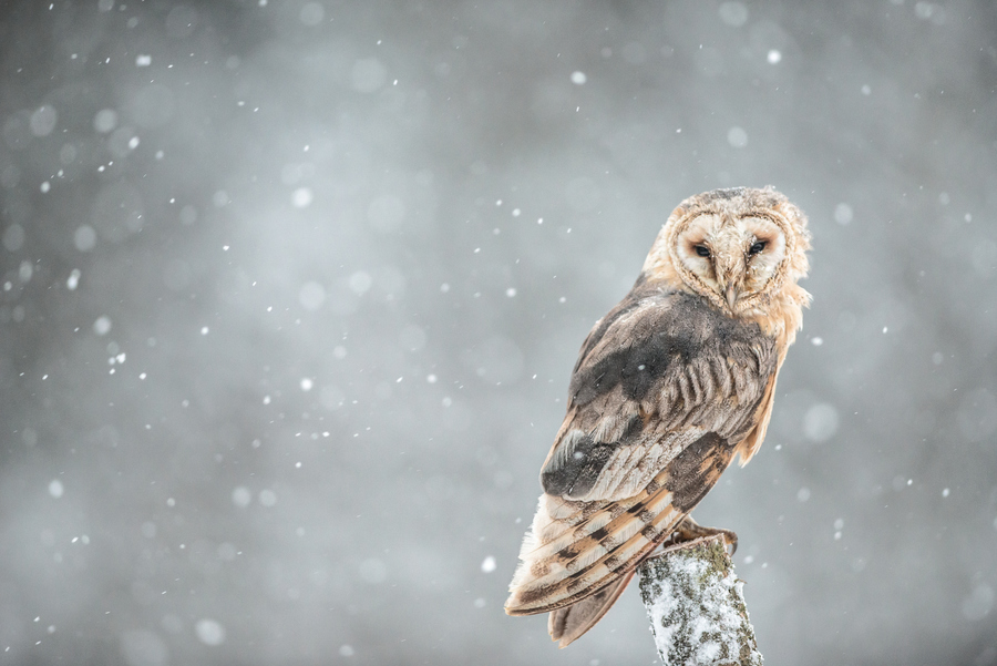Совы в снегу - 25 величественных фотографий