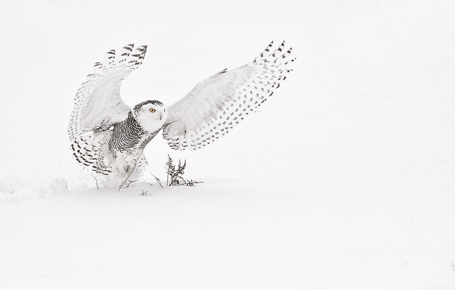Совы в снегу - 25 величественных фотографий