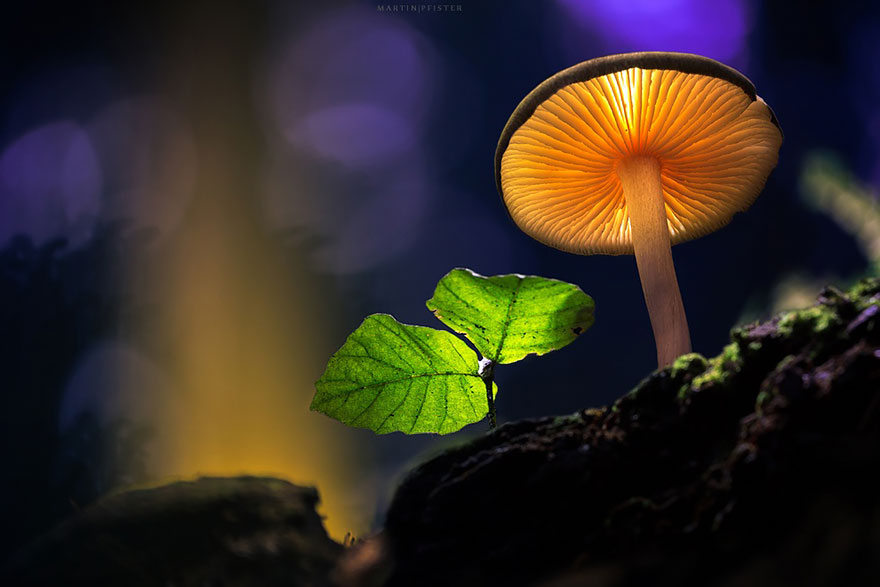 Светящиеся грибы в фотографиях Мартина Пфистера-5