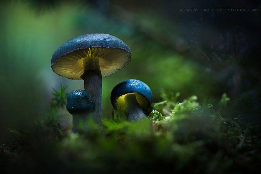 Светящиеся грибы в фотографиях Мартина Пфистера-11