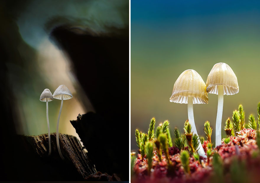 Светящиеся грибы в фотографиях Мартина Пфистера-2