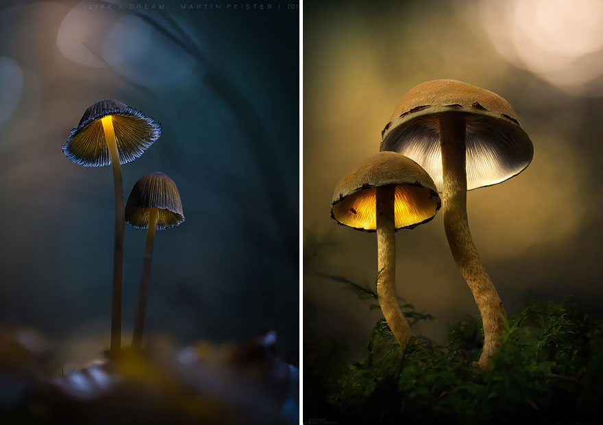 Светящиеся грибы в фотографиях Мартина Пфистера-1
