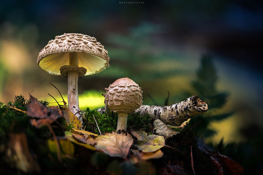 Светящиеся грибы в фотографиях Мартина Пфистера-9