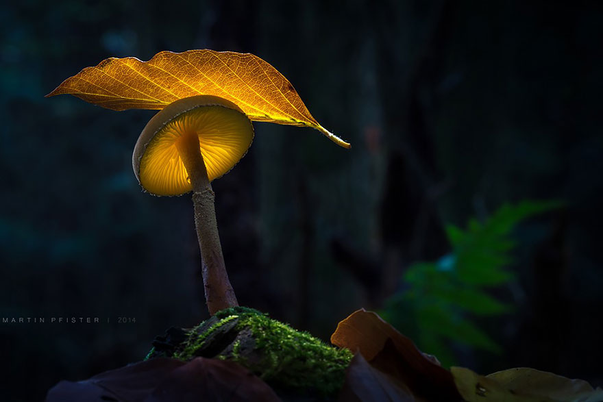 Светящиеся грибы в фотографиях Мартина Пфистера-10