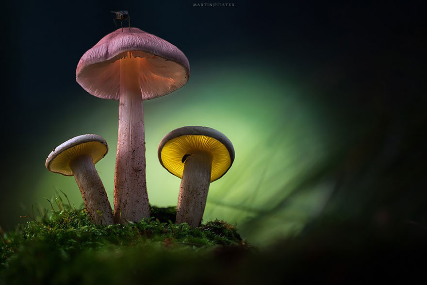 Светящиеся грибы в фотографиях Мартина Пфистера-6