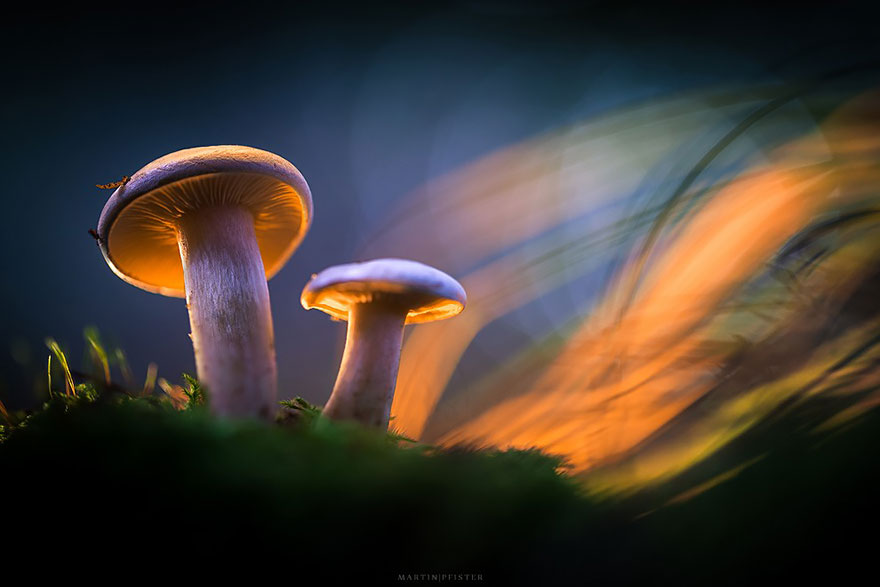 Светящиеся грибы в фотографиях Мартина Пфистера-7