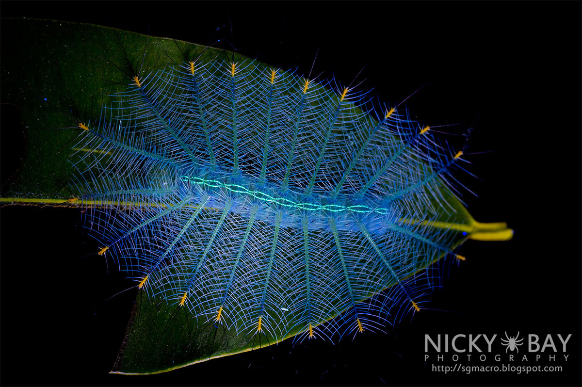 50 блестящих макрофотографий насекомых. Фотограф Ники Бэй
