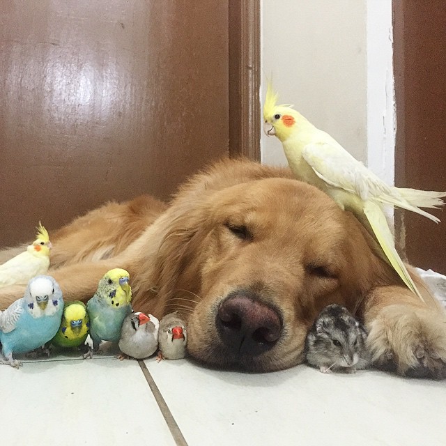 Собака, 8 птичек и хомяк – самые необычные лучшие друзья-4