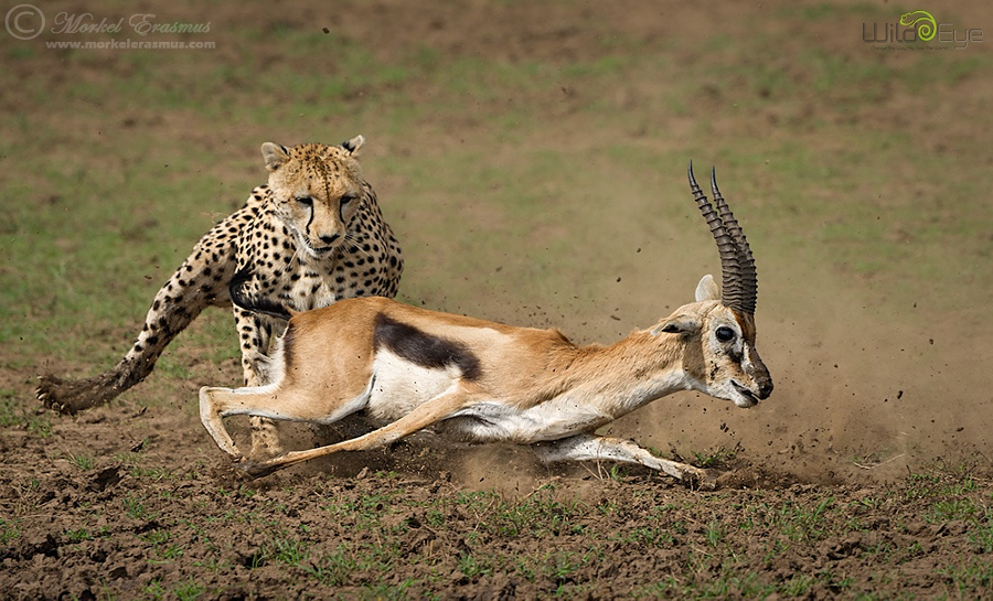Охота гепарда на газель – захватывающие кадры из мира дикой природы 3