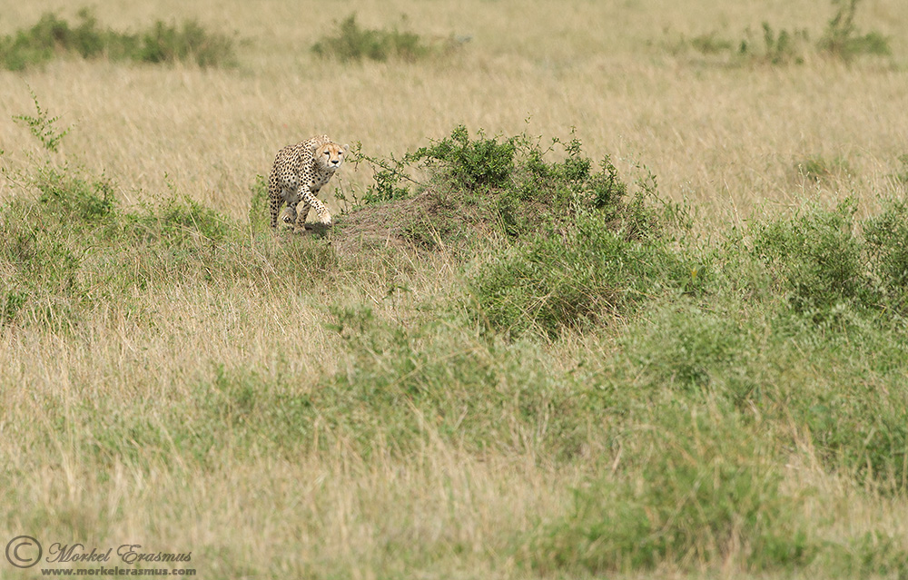 Охота гепарда на газель – захватывающие кадры из мира дикой природы 1