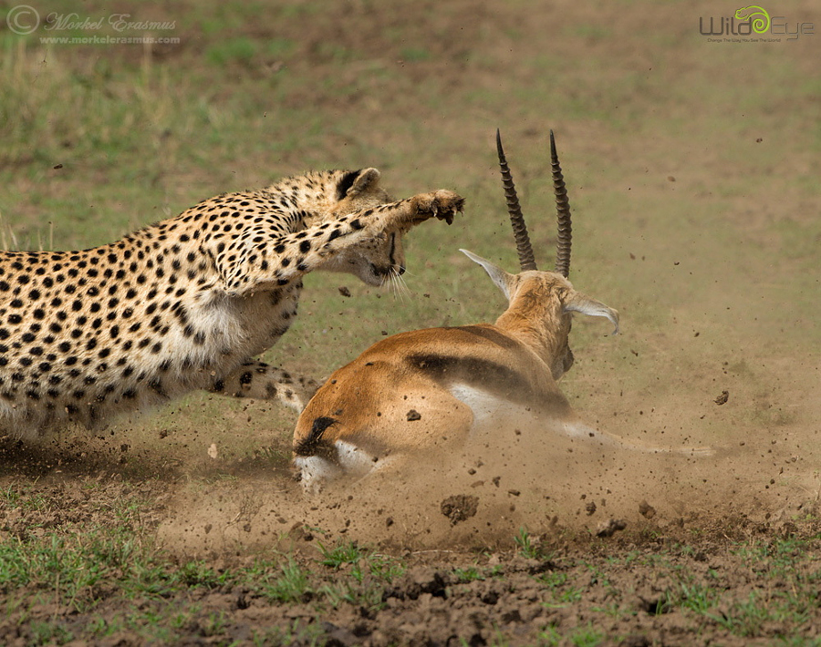Охота гепарда на газель – захватывающие кадры из мира дикой природы 4