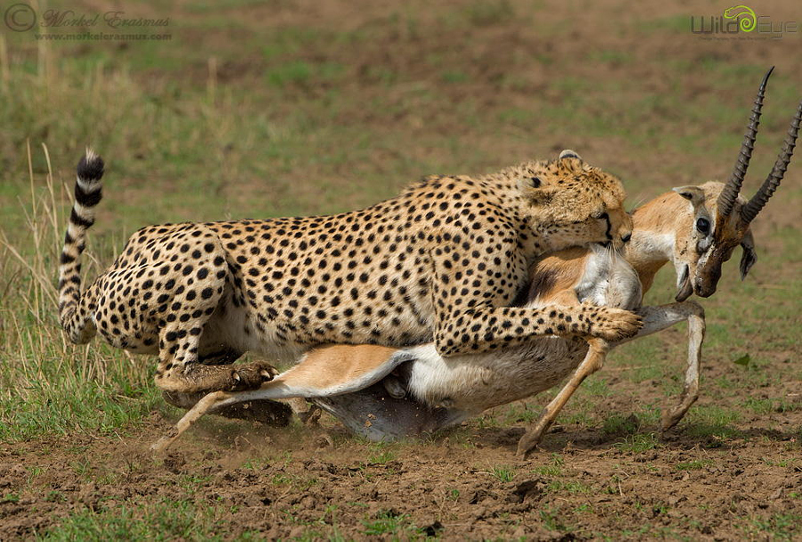 Охота гепарда на газель – захватывающие кадры из мира дикой природы 6