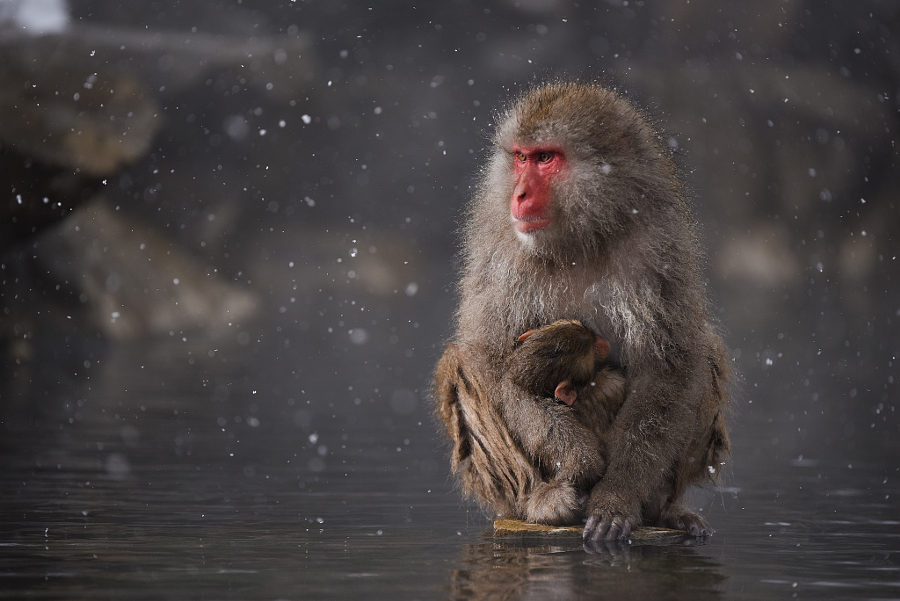 15 причин навестить японских снежных обезьян