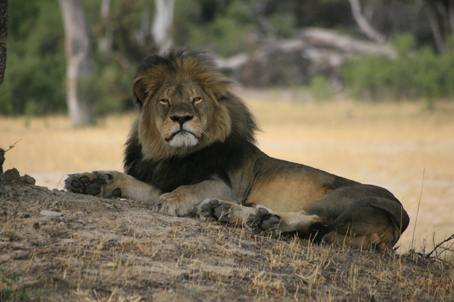 Прощай, Сесил: 10 фотографий знаменитого льва, которого убил американский дантист