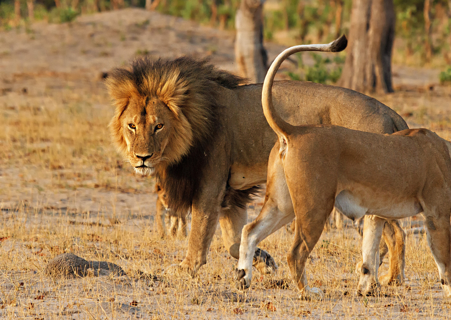 Прощай, Сесил: 10 фотографий знаменитого льва, которого убил американский дантист
