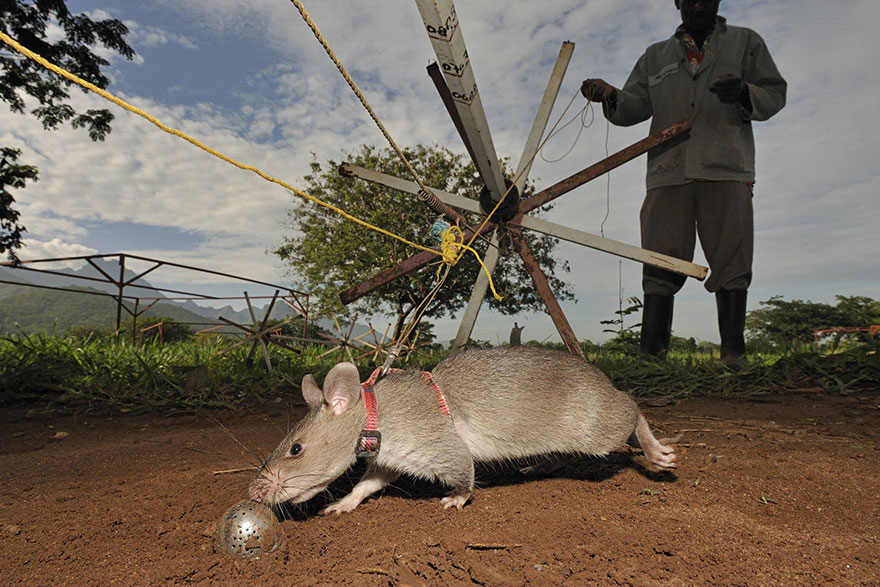 Героические крысы находят мины по запаху и спасают людей-2