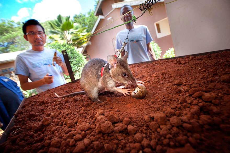 Героические крысы находят мины по запаху и спасают людей-22
