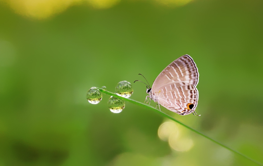 50 прекрасных фотографий бабочек