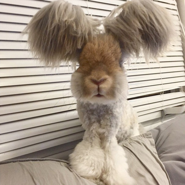 Уолли – ангорский кролик, уши которого похожи на крылья-6