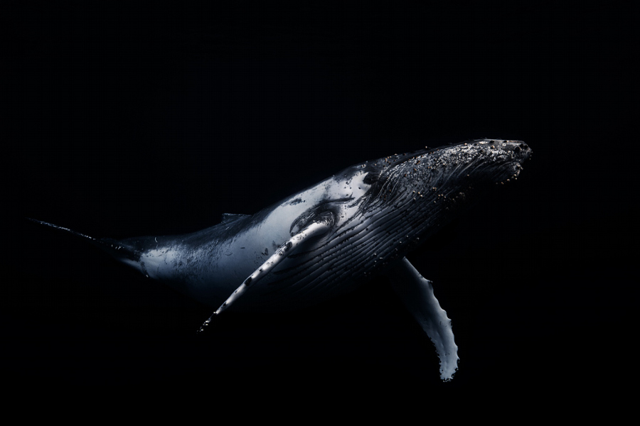 Киты в потрясающих подводных фотографиях Gaby Barathieu