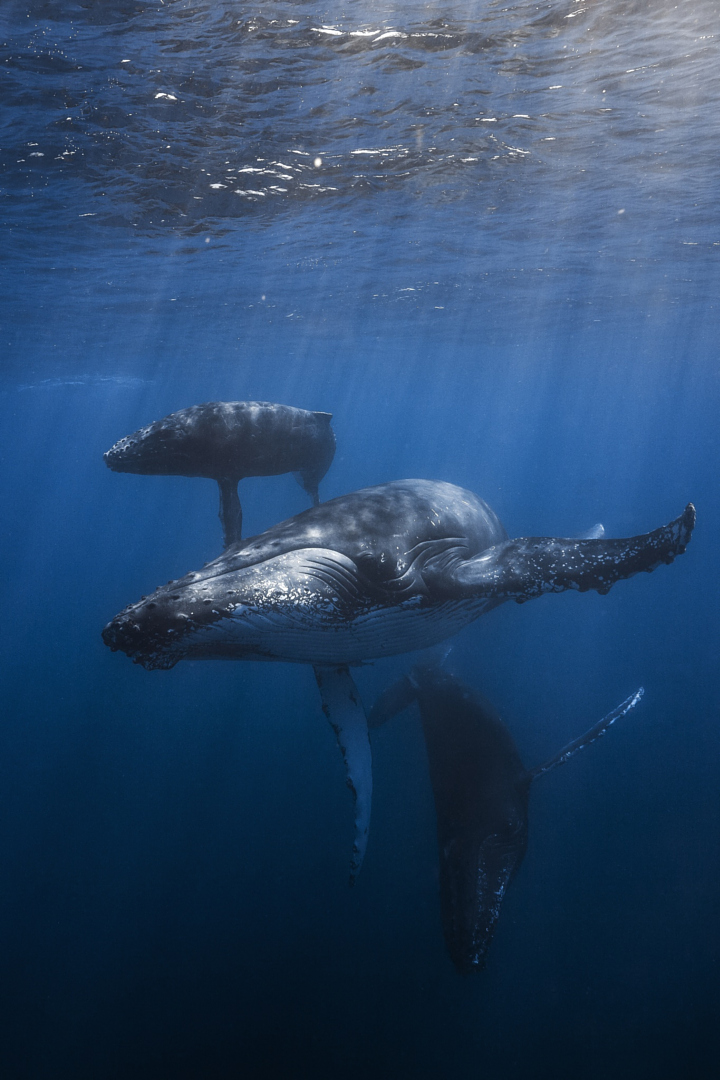 Киты в потрясающих подводных фотографиях Gaby Barathieu_6