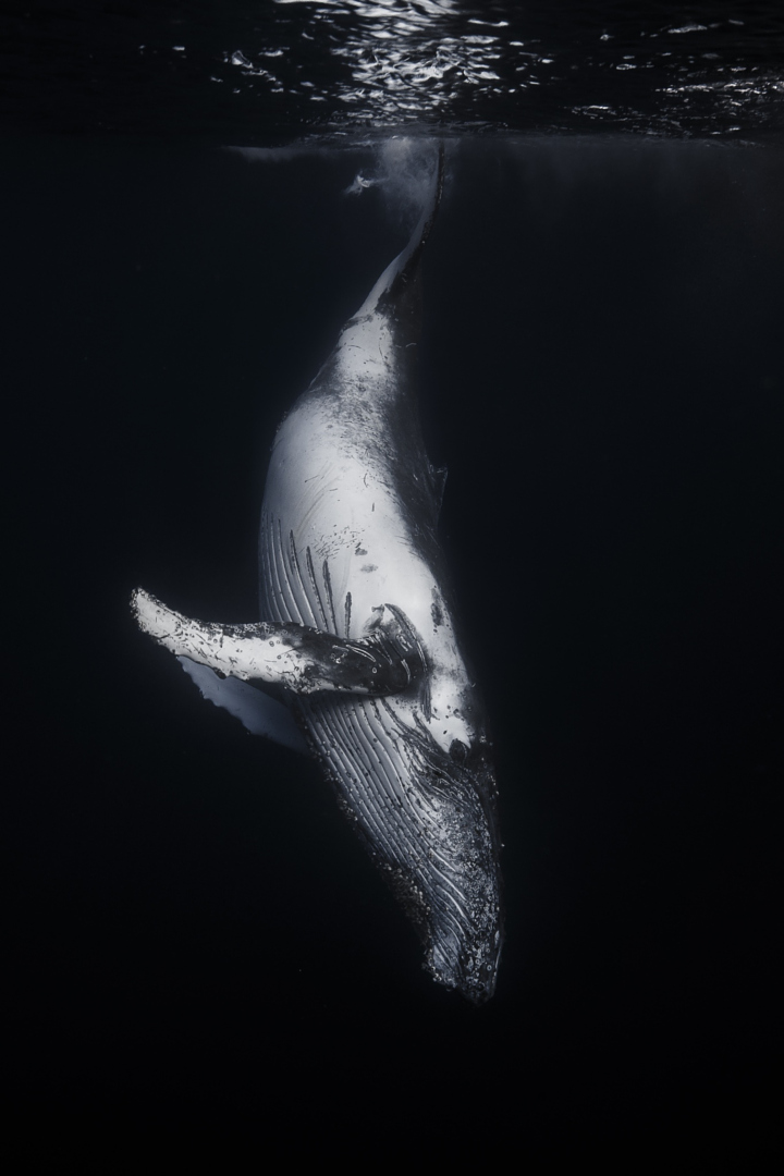 Киты в потрясающих подводных фотографиях Gaby Barathieu_3
