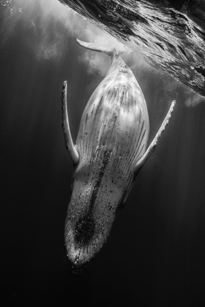 Киты в потрясающих подводных фотографиях Gaby Barathieu_1