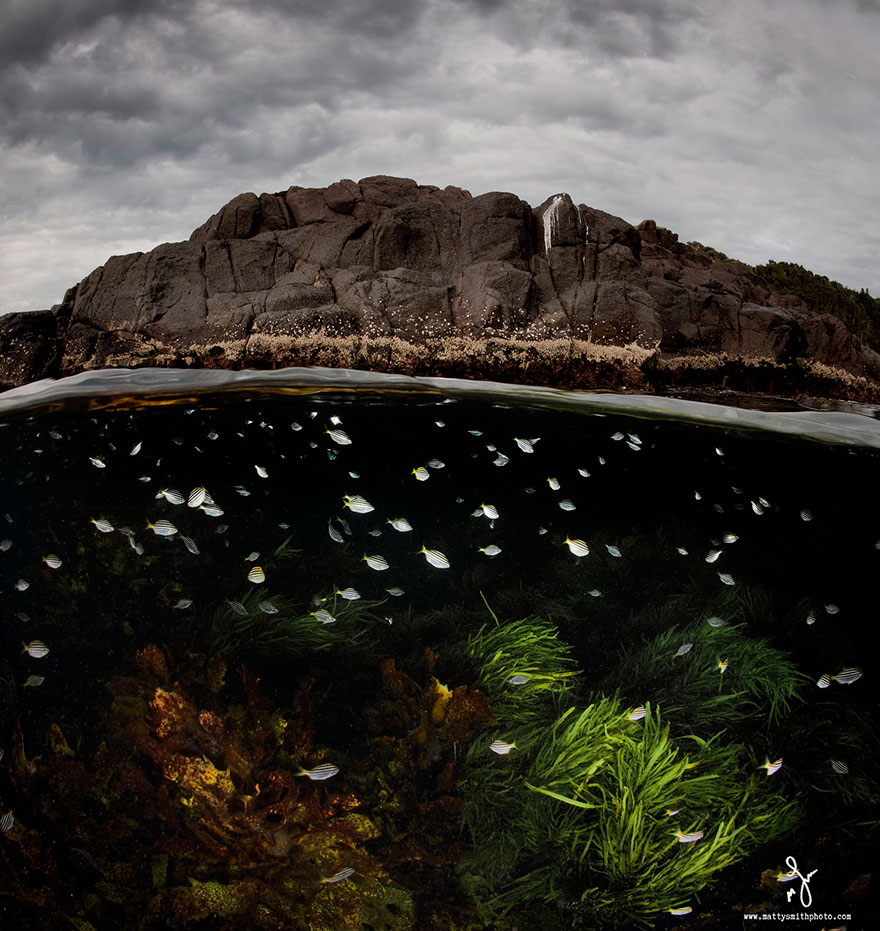 Параллельная вселенная: фотографии «Над/Под» водой от Мэтта Смита