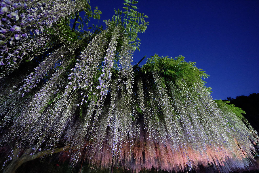 Вистерия – 30 фотографий одного из самых прекрасных растений на Земле