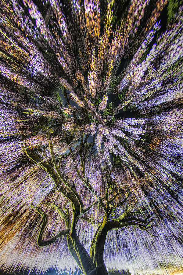 Вистерия – 30 фотографий одного из самых прекрасных растений на Земле