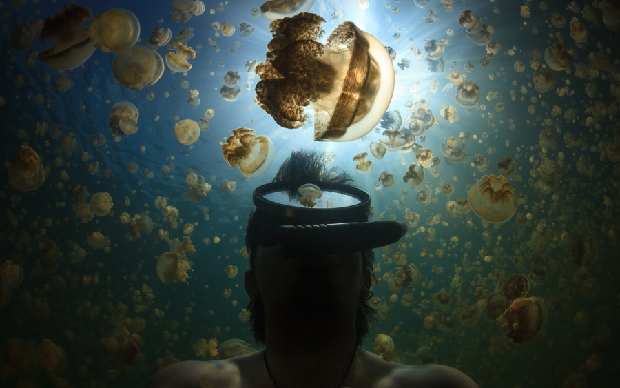30 почти космических фотографий медуз
