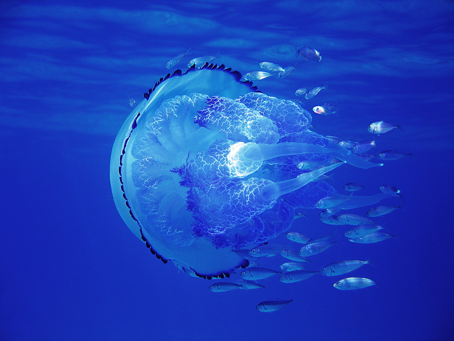 опасные медузы на английском языке 