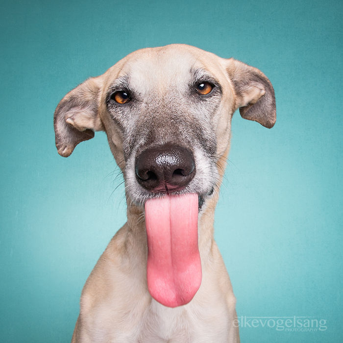 Экспрессивные портреты собак от фотографа Эльке Фогельзанг-5