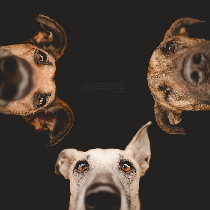 Экспрессивные портреты собак от фотографа Эльке Фогельзанг-7