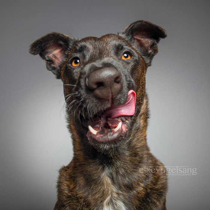 Экспрессивные портреты собак от фотографа Эльке Фогельзанг-11