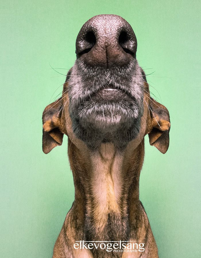 Экспрессивные портреты собак от фотографа Эльке Фогельзанг-13