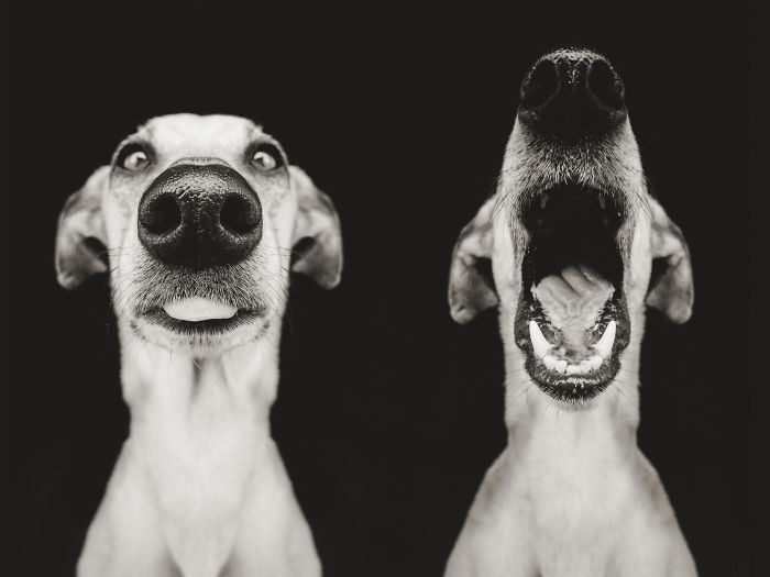 Экспрессивные портреты собак от фотографа Эльке Фогельзанг-18