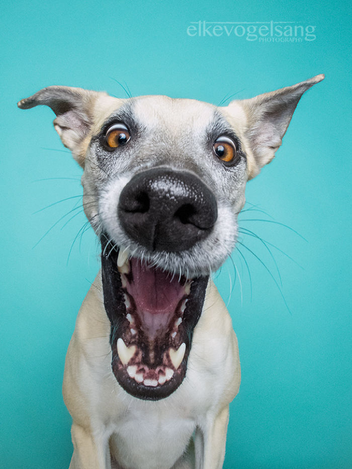Экспрессивные портреты собак от фотографа Эльке Фогельзанг-6