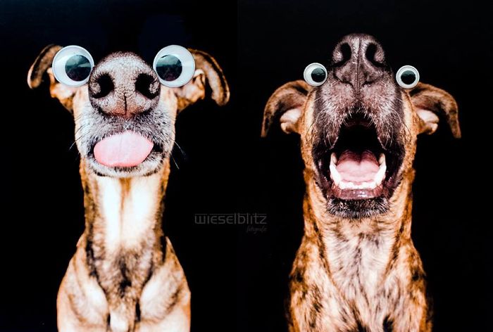 Экспрессивные портреты собак от фотографа Эльке Фогельзанг-10