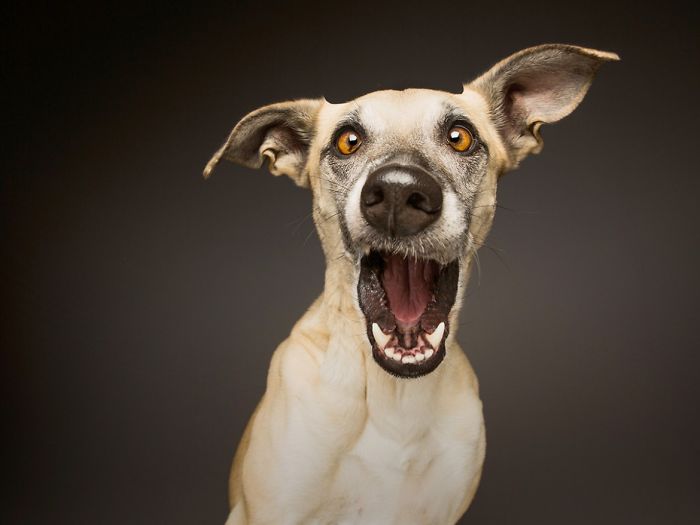Экспрессивные портреты собак от фотографа Эльке Фогельзанг-14