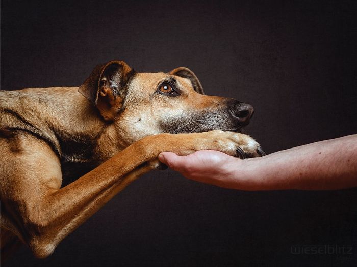 Экспрессивные портреты собак от фотографа Эльке Фогельзанг-9