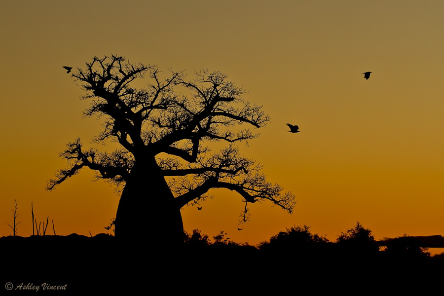 Фантастические и необъятные баобабы – 25 прекрасных фотографий