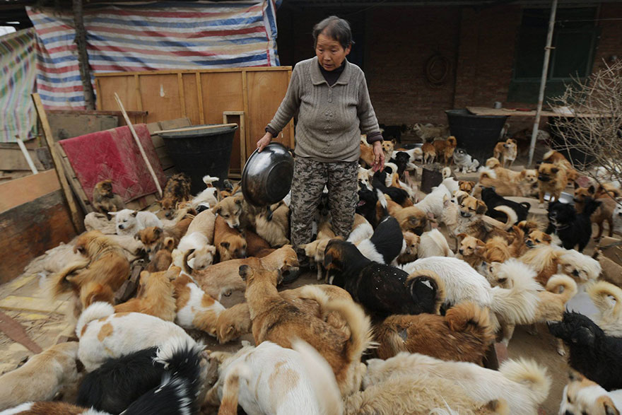 Каждый день эти пожилые китаянки просыпаются в 4 утра, чтобы накормить 1300 бродячих собак-7