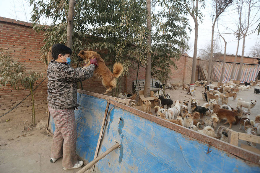 Каждый день эти пожилые китаянки просыпаются в 4 утра, чтобы накормить 1300 бродячих собак-6
